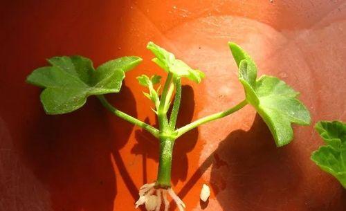 天竺葵茎杆发粘的处理方法是什么？