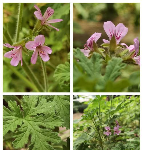 天竺葵茎杆发粘的处理方法是什么？