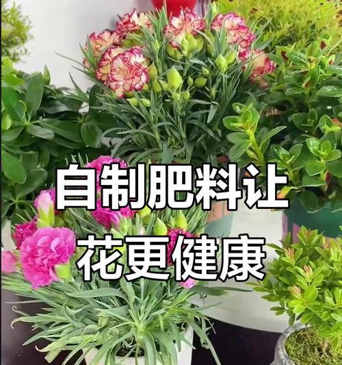 如何自制花卉酵素肥料？自制肥料的步骤和好处？