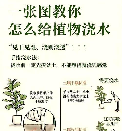 火葱头浇水正确方法是什么？火葱头的浇水技巧有哪些？