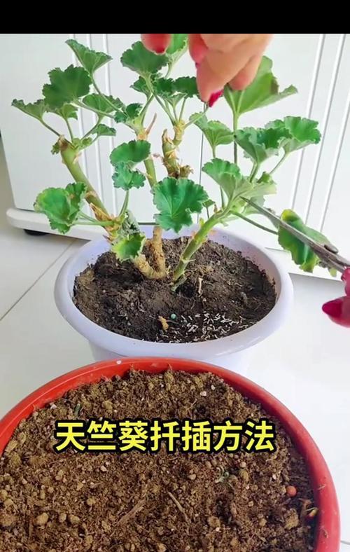 天竺葵扦插水杯怎么养？扦插后多久能生根？