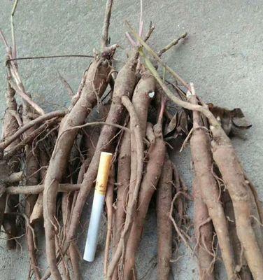 亳州白芍的栽培技术是什么？白芍的种植要点有哪些？