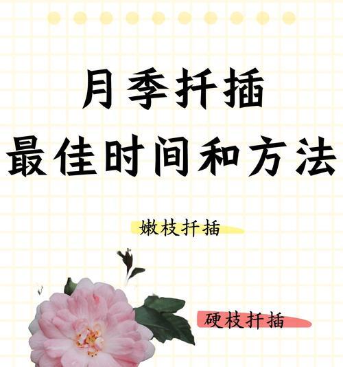 夏季高温下月季扦插技巧是什么？
