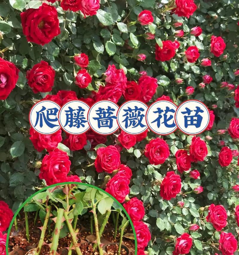 阳台红色藤蔓花是什么植物？如何养护？