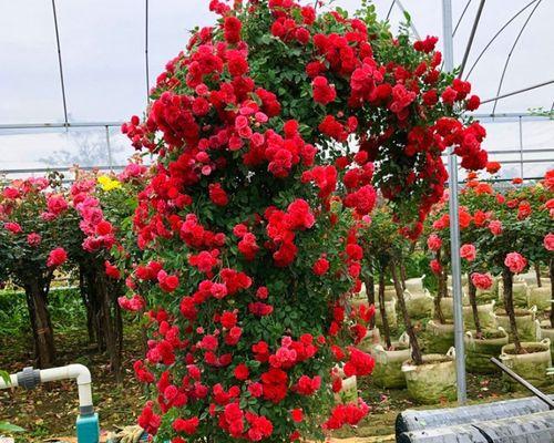 阳台红色藤蔓花是什么植物？如何养护？
