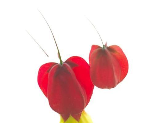 阳台红色藤蔓花是什么植物？如何养护？