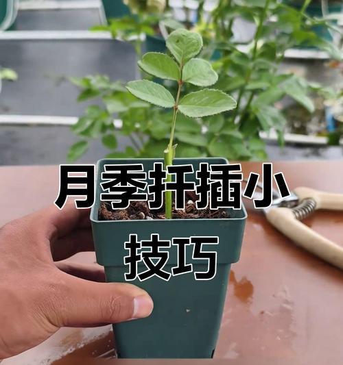 夏季高温下月季扦插技巧是什么？