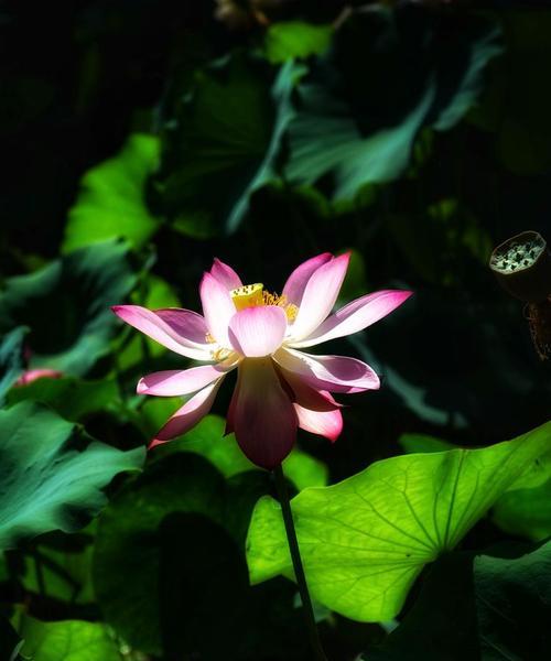 荷花鲜花盆景怎么养？有哪些养护技巧？