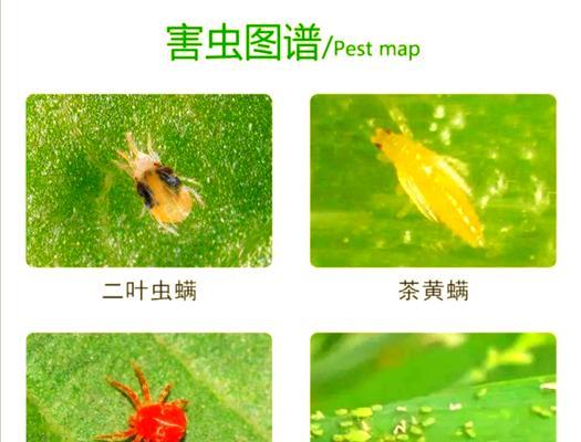 植物叶子发黄并长虫的处理方法是什么？