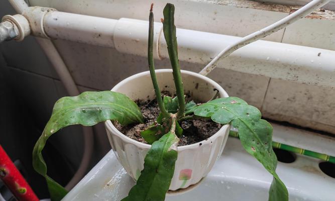 植物叶子发黄并长虫的处理方法是什么？