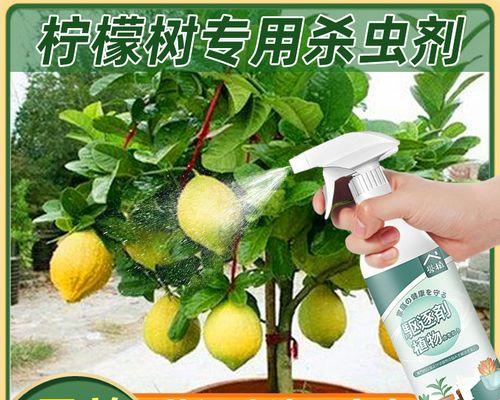 植物叶子发黄并长虫的处理方法是什么？