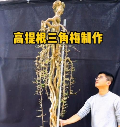怎么把三角梅养成提根的？三角梅提根的技巧是什么？