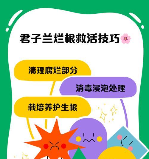 君子兰根部腐烂的原因有哪些？如何预防和处理？