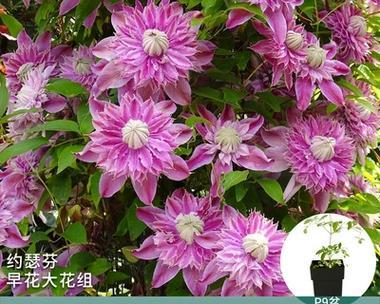 琉璃铁线莲绿植养护技巧有哪些？
