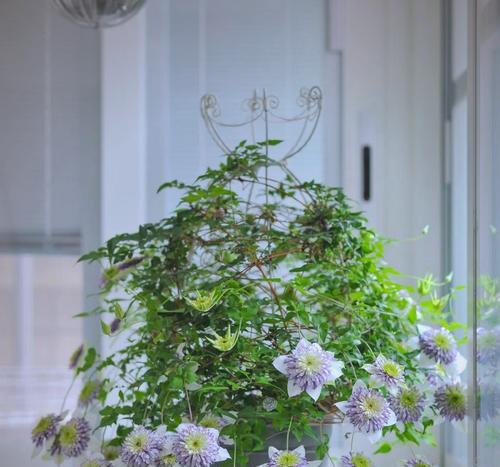 琉璃铁线莲绿植养护技巧有哪些？
