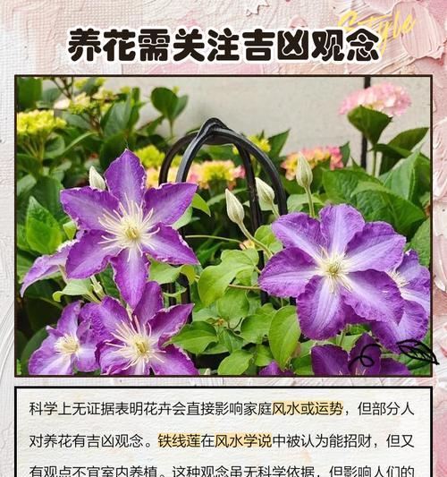 琉璃铁线莲绿植养护技巧有哪些？