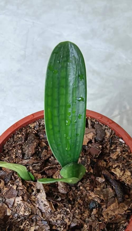 纯腐叶养君子兰应该怎样浇水？