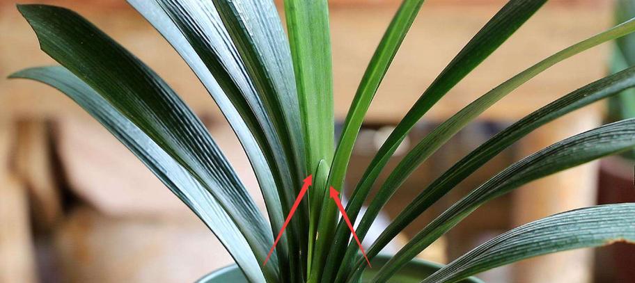 君子兰植料施肥方法正确吗？如何确保植料施肥效果？