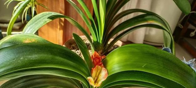 君子兰植料施肥方法正确吗？如何确保植料施肥效果？