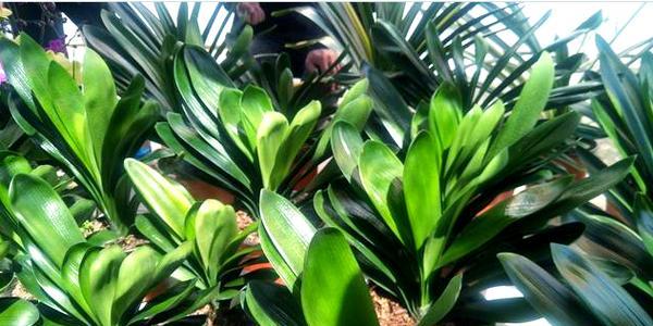 君子兰植料施肥方法正确吗？如何确保植料施肥效果？