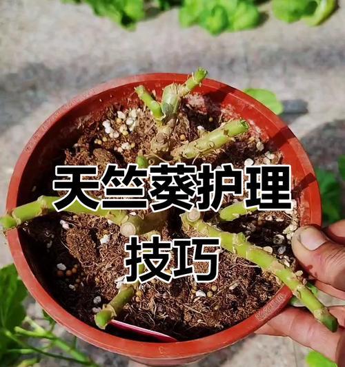 雨天如何正确给天竺葵浇水？