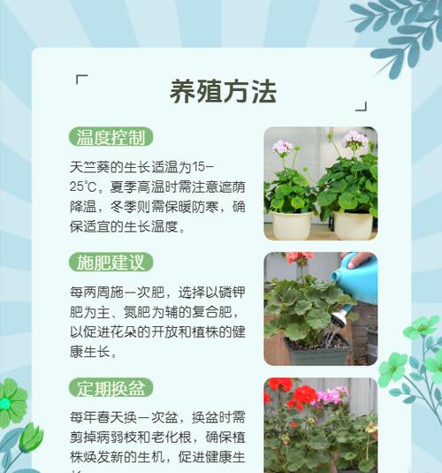 雨天如何正确给天竺葵浇水？