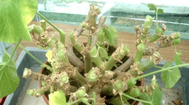 天竺葵移植换盆的最佳时机和步骤是什么？