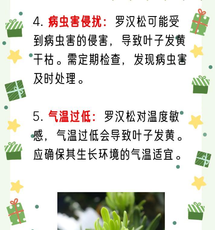 罗汉松叶子干黄的解决措施是什么？
