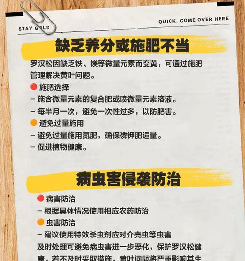 罗汉松叶子干黄的解决措施是什么？