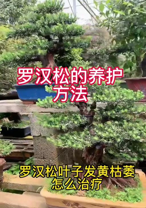 罗汉松叶子干黄的解决措施是什么？