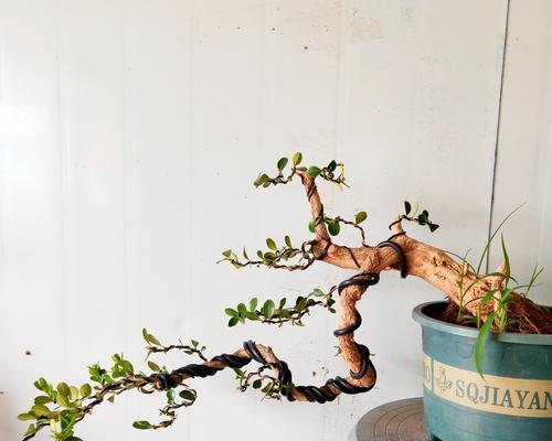 悬崖枫叶盆景的养护技巧有哪些？如何保持其美观？