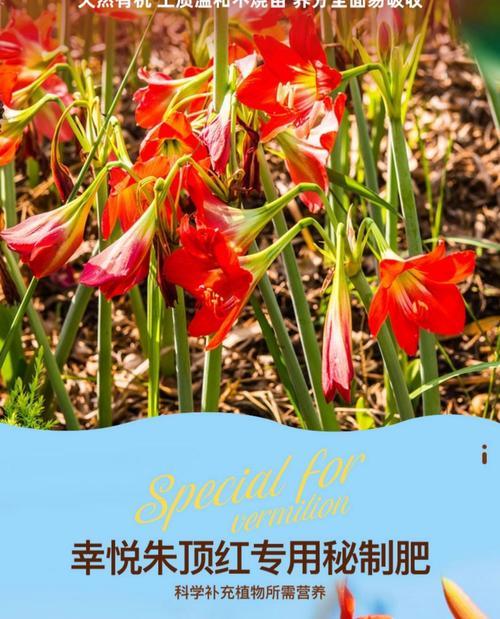 朱顶红种植应该使用哪种类型的泥土？