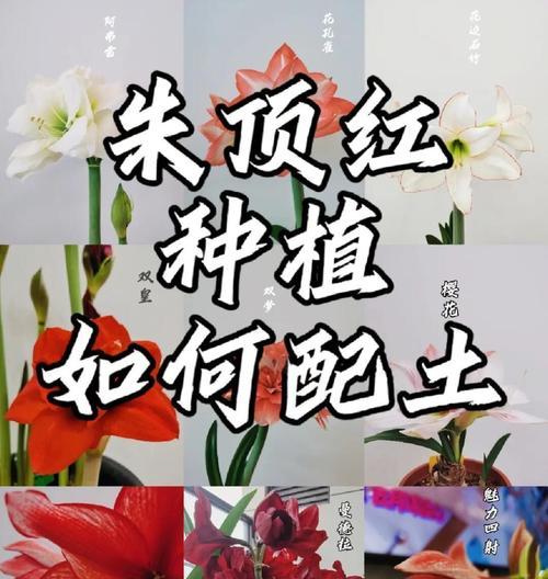 朱顶红种植应该使用哪种类型的泥土？