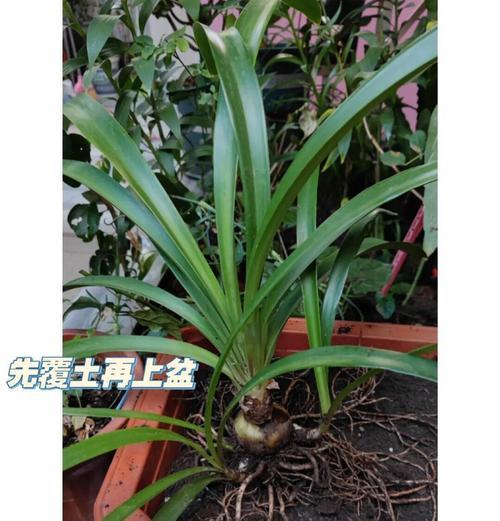 朱顶红种植应该使用哪种类型的泥土？