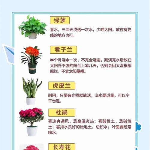 君子兰多株同盆如何分开？分开后的养护要点是什么？