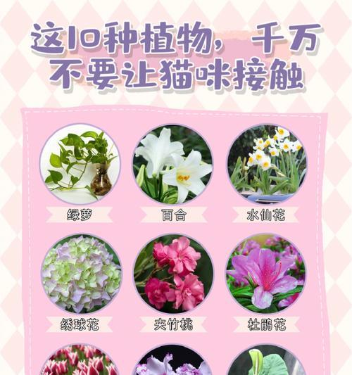 猫咪对天竺葵过敏怎么办？