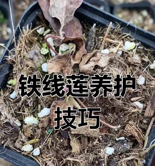铁线莲大盆种根烂了怎么办？铁线莲根部腐烂的处理方法是什么？