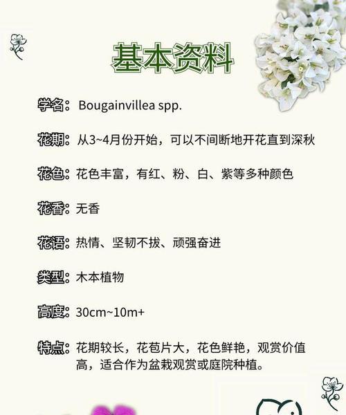 南方三角梅养护技巧？如何保持花期长？