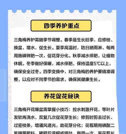 南方三角梅养护技巧？如何保持花期长？