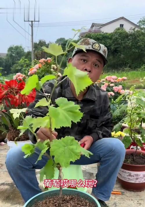葡萄盆景串果过多怎么办？如何进行疏果处理？