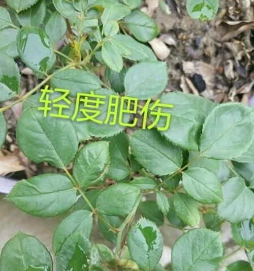 铁线莲焦叶黄叶的处理方法有哪些？