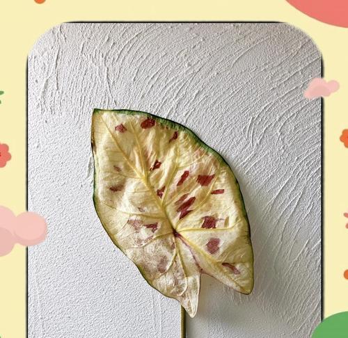 铁线莲焦叶黄叶的处理方法有哪些？