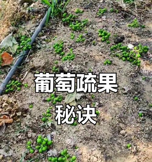 葡萄盆景串果过多怎么办？如何进行疏果处理？