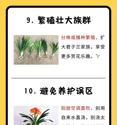 君子兰种植的正确方法是什么？