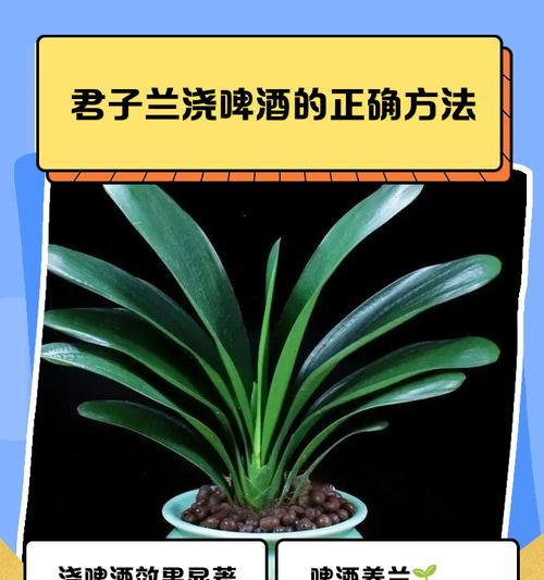 君子兰种植的正确方法是什么？