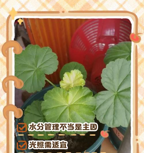 垂吊天竺葵红叶子问题如何解决？处理方法有哪些？