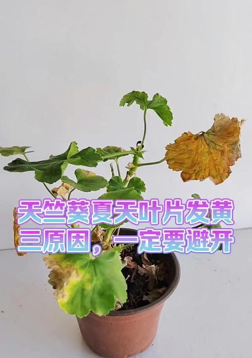垂吊天竺葵红叶子问题如何解决？处理方法有哪些？