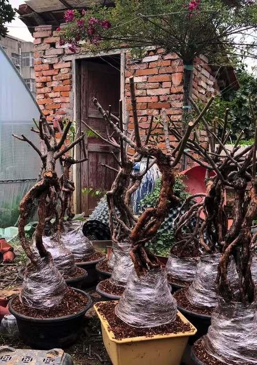 树桩月季上盆怎么修剪？上盆后的修剪技巧有哪些？