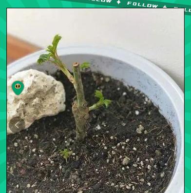 树桩月季上盆怎么修剪？上盆后的修剪技巧有哪些？