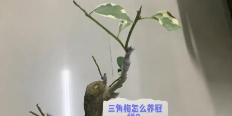 三角梅冠幅养护的秘诀是什么？